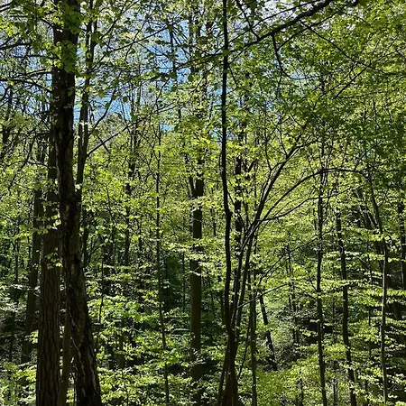 Pensjonat Blisshouse Luxurious Calm And Energetic Spot Near By Surrounded By The Forest Where Will Find Your Peace And Your People